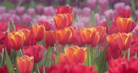 Close up flowers background. Amazing view of colorful tulip flowering in the 스톡 동영상 171232479
