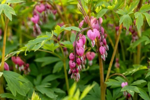 Close-up flowers of a bleeding heart Dicentra Spectabils Stock Photos