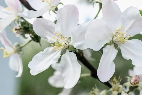 Close-up of flowers of a blooming apple tree on a branch. Stock Photos