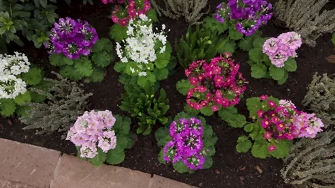 Close up of flowers blooming Stock Footage 266272777