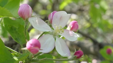A close-up of the flowers of a blossoming apple tree Stock Footage 282726113