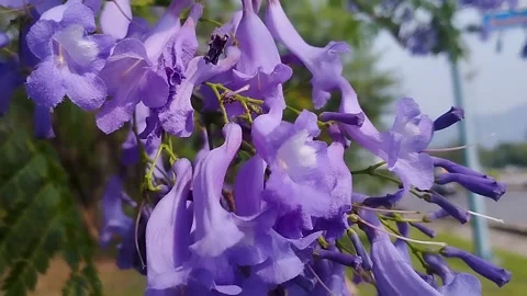 A close-up of the flowers from a blue jacaranda tree (Jacaranda mimosifolia) Stock Footage 328346097