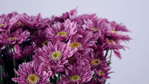 Close-up, Flowers, bouquet, rotation on white background, floral composition Stock Footage