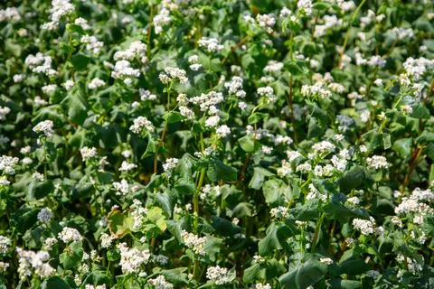 Close up of flowers of buckwheat. Blooming buckwheat field Stock Photos