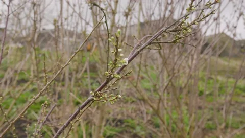Close Up Of Flowers Buds On Fruit Tree During Cloudy Spring Day Vidéo 236548725