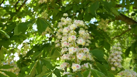 Close-up of the flowers of a chestnut tree Stock Footage 129712658