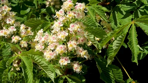 Close-up of the flowers of a chestnut tree Stock Footage 129712869