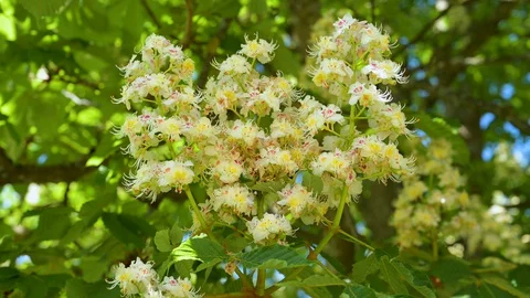 Close-up of the flowers of a chestnut tree Stock Footage 129723101
