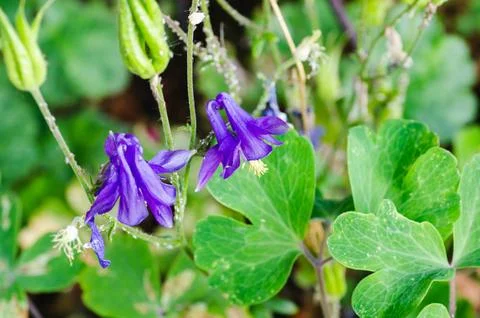 Close-up of flowers of different colors in the backyard. Foto stock