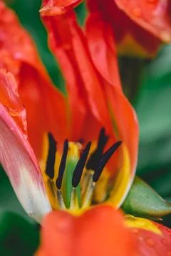 Close up from flowers in Dutch Springtime. Stock Photos