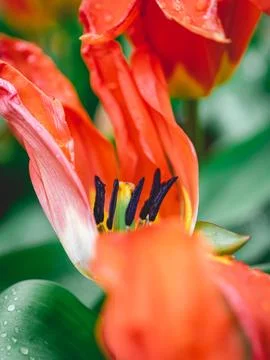 Close up from flowers in Dutch Springtime. Stock Photos