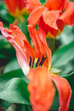 Close up from flowers in Dutch Springtime. Stock Photos