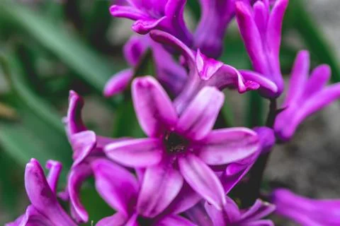 Close up from flowers in Dutch Springtime. Stock Photos