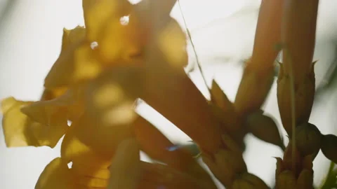 Close Up Of Flowers In The Evening Stock Footage 221828935