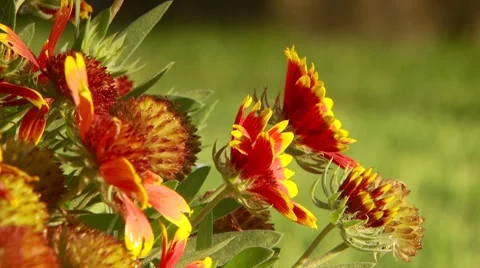 Close-up of flowers in field Stock Footage 55333950