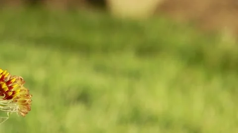 Close-up of flowers in field Stock Footage 55333960