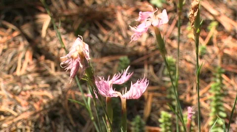 Close up of flowers  Stockbeeldmateriaal 90870