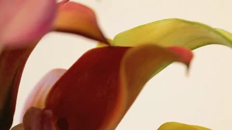 Close up of flowers Видео 11423203