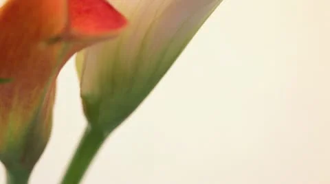 Close up of flowers 動画素材 11423214