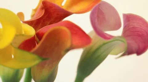 Close up of flowers Vidéo 11423220