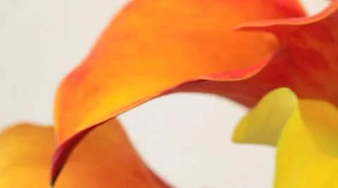 Close up of flowers Stock Footage 11423289