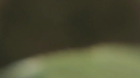 Close Up of Flowers 스톡 동영상 31750484