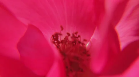 Close Up of Flowers 스톡 동영상 31750491