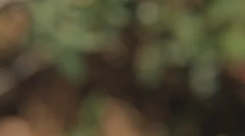 Close Up of Flowers 스톡 동영상 31750760