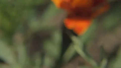 Close Up of Flowers 스톡 동영상 31750767