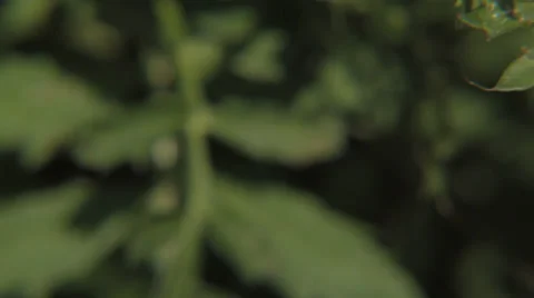 Close Up of Flowers 스톡 동영상 31750768