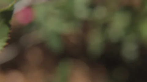 Close Up of Flowers 스톡 동영상 31750797