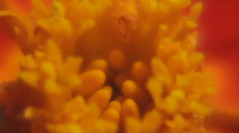 Close Up of Flowers 스톡 동영상 31750840