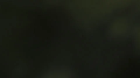 Close Up of Flowers 스톡 동영상 31750917