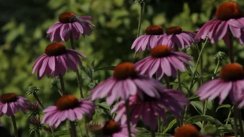 Close-up of flowers. Stock Footage 82939468