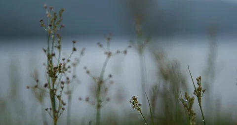 Close up flowers Stock Footage 99416041