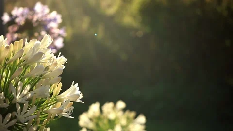 Close Up On Flowers Stock Footage 150909957