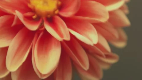 Close up Flowers Stock Footage 200861315
