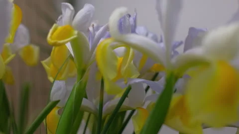 Close-up flowers Stock Footage 239161101
