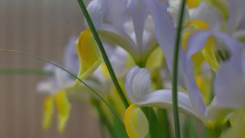 Close-up flowers Stock Footage 239161164