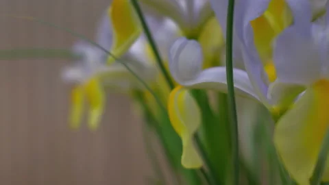 Close-up flowers Stock Footage 239161290