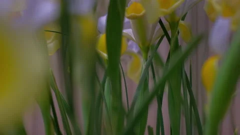 Close-up flowers Stock Footage 239161291