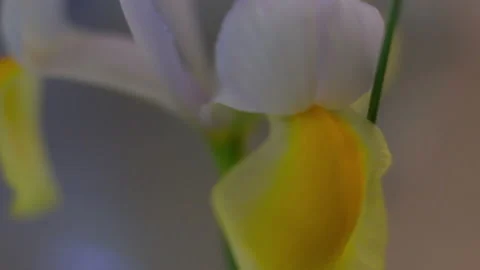 Close-up flowers Stock Footage 239161307