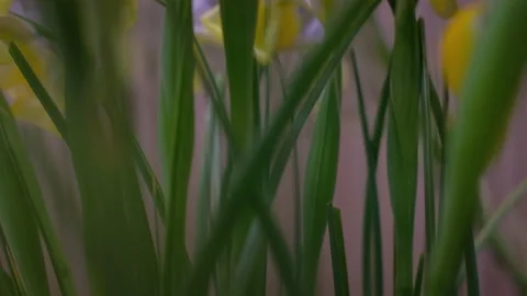 Close-up flowers Stock Footage 239161316