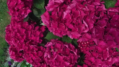 Close up of flowers  Stock Footage 243462833