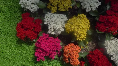 Close up flowers  Stock Footage 243493022