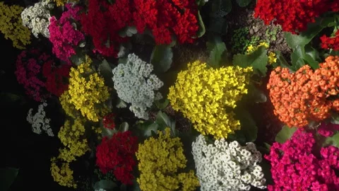 Close up of flowers Stock Footage 243498678