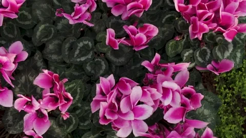 Close up flowers  Stock Footage 266286663