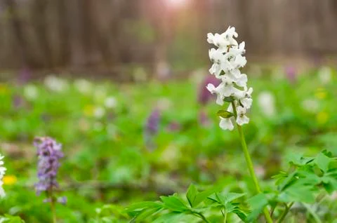 Close-up of flowers in the forest in a clearing. Stock Photos