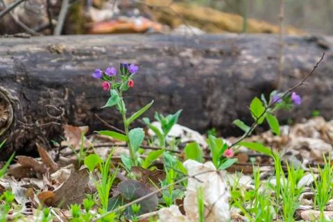 Close-up of flowers in the forest in a clearing. Stock Photos