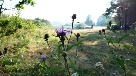 Close up flowers in the forest Stockbeeldmateriaal 166559956